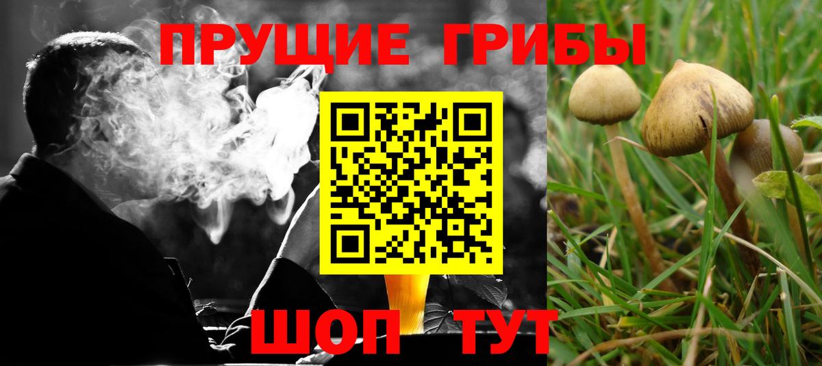 Псилоцибиновые грибы GOLDEN TEACHER Кингисепп
